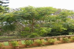 Adenanthera pavonina